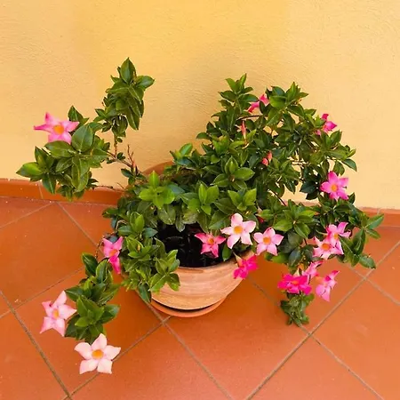 Casa La Roccia *